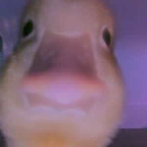 Meet your Posher, Joy